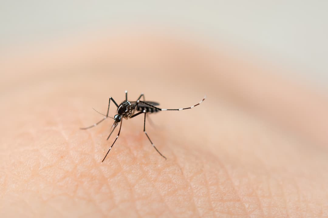 Mosquitoes The Tiny Menace Of Society: An Overview of the Common Diseases It Transmits.