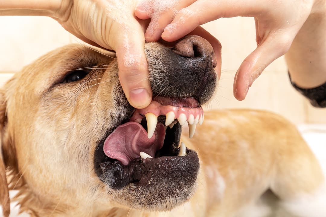 A Mini Guide to Common Animal Bites